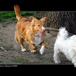 <B>SORRY, JEN PROBÍHÁME ! ! !</B>