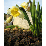 NARCIS