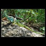 <b>..:: ještěrka zelená ::..</b>