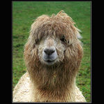 Portrét (skoro) bez očí