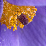 péčko na dnešní den