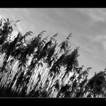 <b>...rákosí...</b>