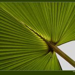 <b>...zelená...</b>