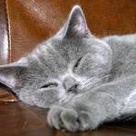 Britská krátkosrstá kočka