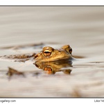 Smutná princezna  :-)