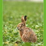 Veselé velikonoce !