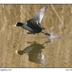 Utíkej káčo, utíkej 2  :-)