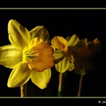 Narcisy