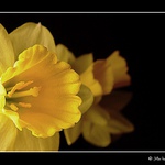 Narcisy II