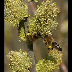 Uz je to tak jaro je tu a vcelky makaj...