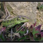 Krokodýl Zahradní I