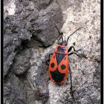 Brouk broukavý (Brouček Ferda I)