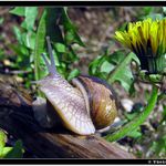 Koho to větřím? Tenhle květ je můj, jenom můj, bráním ho tělem!