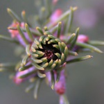 Probouzející se smrk