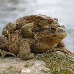 Čert na koze jel....