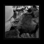 Krmení dravé zvěře