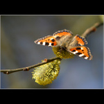 - první letošní -