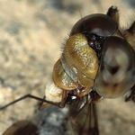 Dopolední svačinka