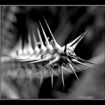 <b>Trnová koruna B&W