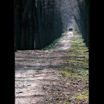 <b>V lipové aleji</b>