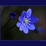 ... (má) první jarní ...