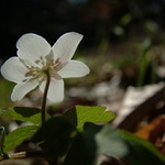 Sasanka lesní (Anemone sylvestris)