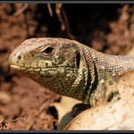 první jarní úlovek