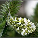 Bělásek Řeřichový