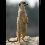 surikata hlídající