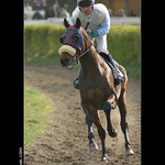 rozehřátí před dostihem