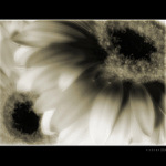 Flower Power