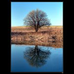 Strom a jeho dvojče