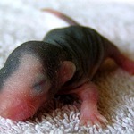 <b> Miminko z noveho vrhu :) </b>