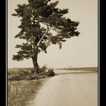 <b>Borovice</b>