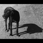 Black Dog