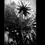 Pampeliška stromová