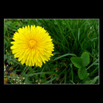 princezna pampeliška