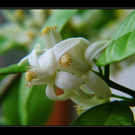 citrusové milování