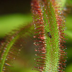 Papej Adélko, papej ...