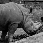 > NOSOROŽEC TUPONOSÝ <