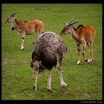 > S BODYGUARDY V ZÁDECH <