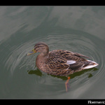 Kač kač <b>Kačenka</b>