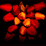 Tulipány