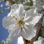 Budou třešně (snad...:))