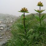 Západné Tatry, Roháče III