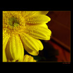 <b>... Fresh Flower ...</b><br>