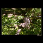 <b>... Vždy v strehu ...</b><br>