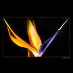 <B>... Strelicia ...</b><br>