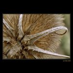 <b>... Chobotnica ...</b><br>