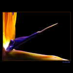 <b>... Strelicia II ...</b><br>